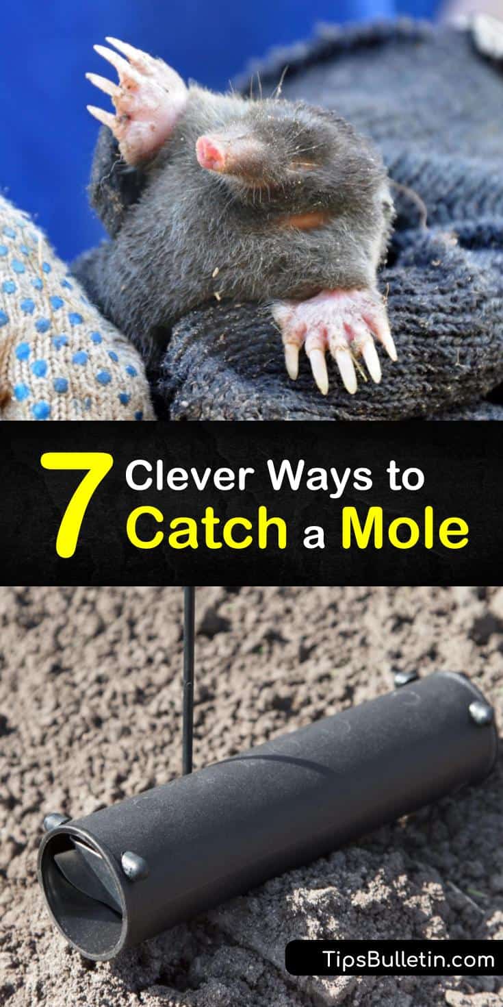 7 Clever Ways to Catch a Mole