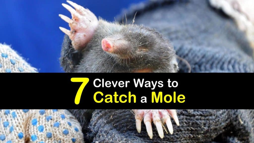 How to Catch a Mole titleimg1