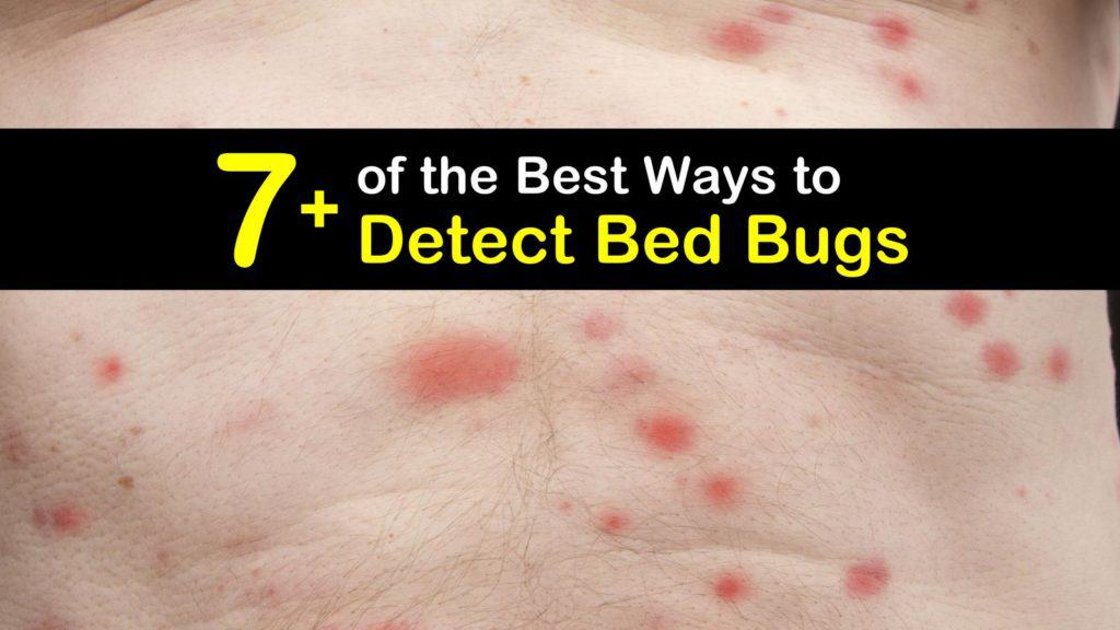 How to Detect Bed Bugs titleimg1