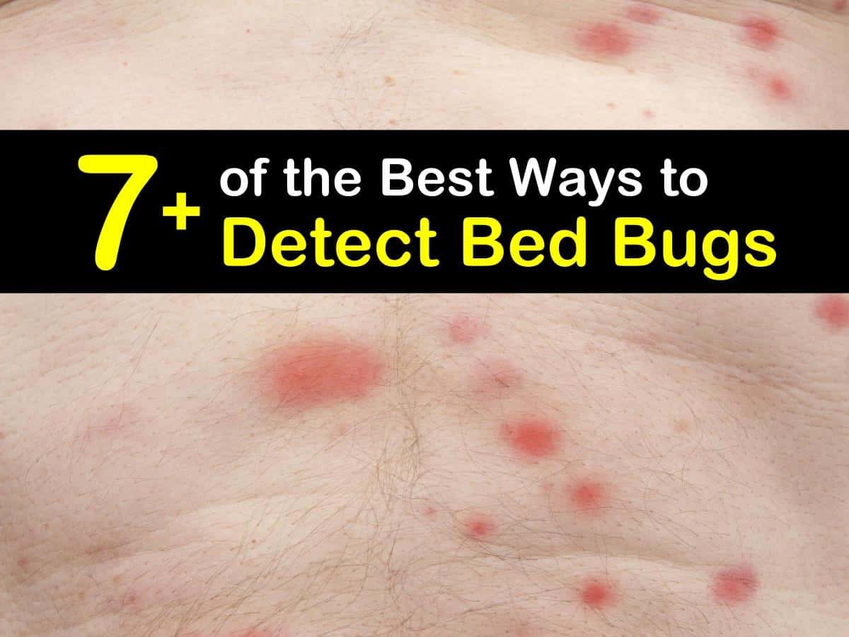 how to detect bed bugs t1 1200x900 cropped