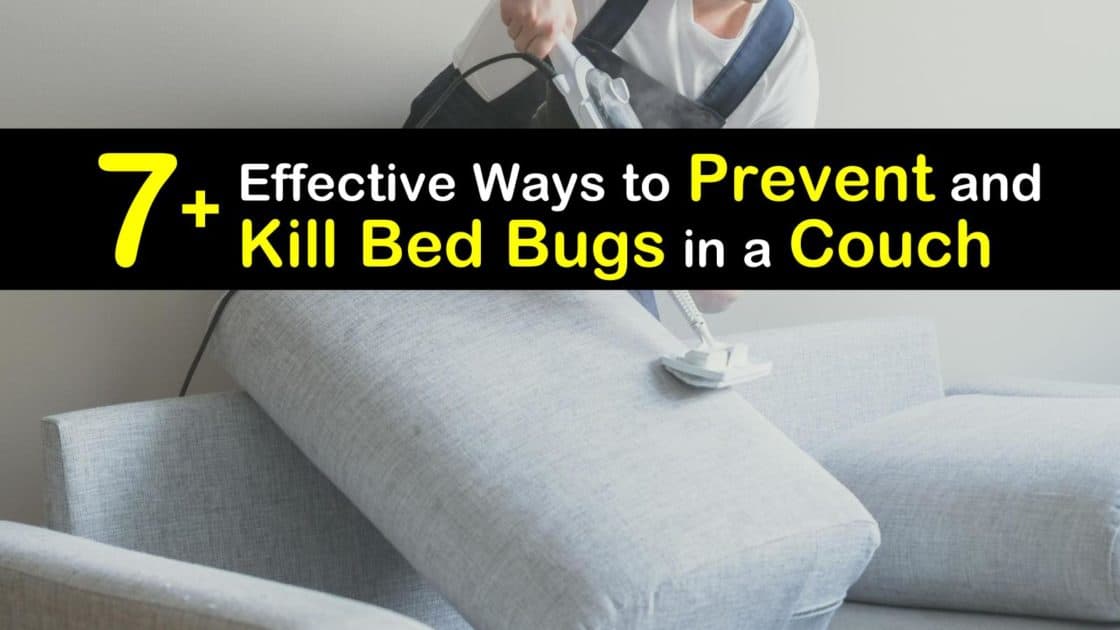 How To Get Rid Of Bed Bugs In Couch