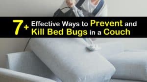 How to Get Rid of Bed Bugs in a Couch titleimg1