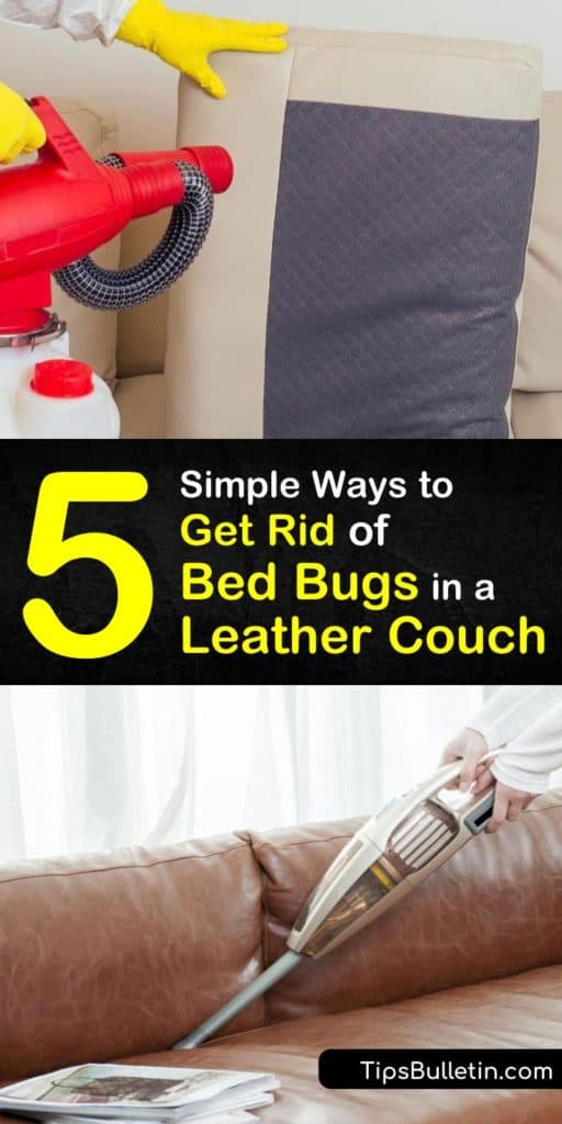 Discover how to kill bed bugs and prevent a bed bug infestation without calling an exterminator by vacuuming as soon as there are signs of bed bugs. Use a bed bug spray, and sprinkle diatomaceous earth for pest control. #leather #couch #getridof #bedbugs