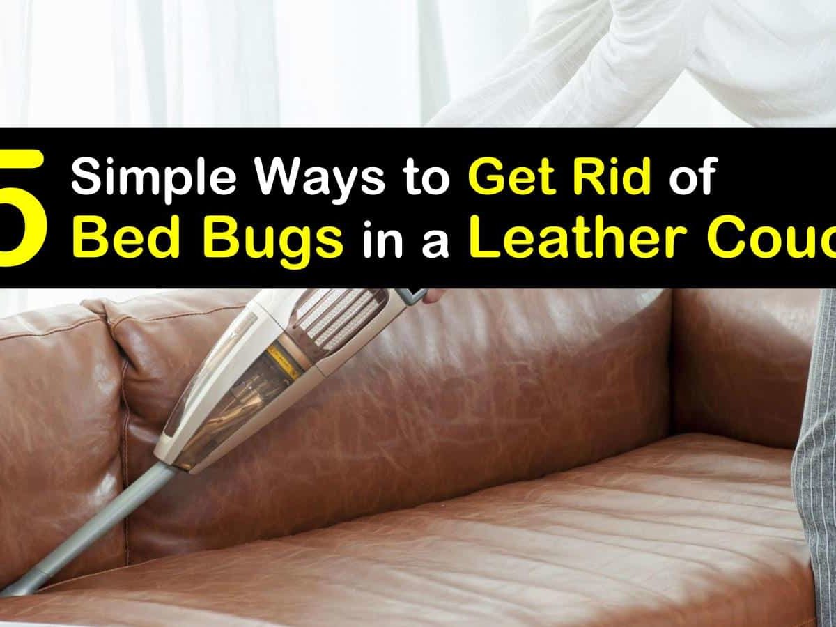 can leather sofa have bed bugs