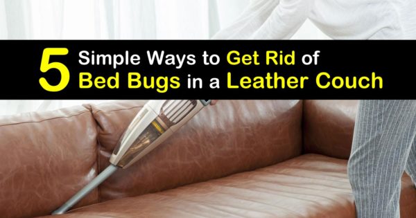 Bed Bugs In A Leather Couch, Kill Bed Bugs Leather Jacket