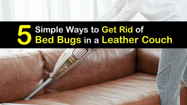 bed bugs on leather sofa