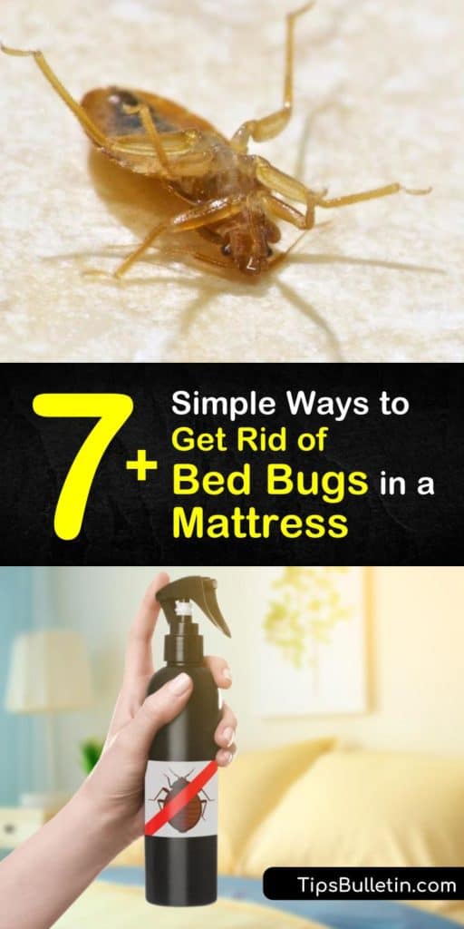 Discover how to kill bed bugs and prevent a bed bug infestation without having to call in an exterminator. Use store-bought and homemade insecticides, heat, and deep cleaning as forms of pest control and use a mattress encasement. #bedbugs #mattress #howto #getridof