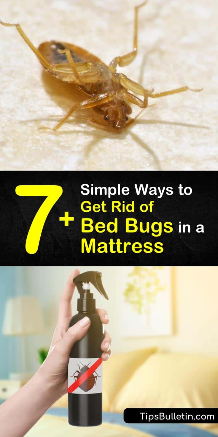 Preventing Bed Bugs in a Mattress