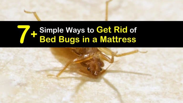 to get rid of bed bugs from mattress