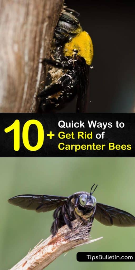 Get rid of carpenter bees using this guide with everything you need to know about a carpenter bee infestation around the eaves of your house. Whether you use caulk, sawdust, or woodpeckers, this article provides you with unique pest control ideas. #howto #getridof #carpenter #bees