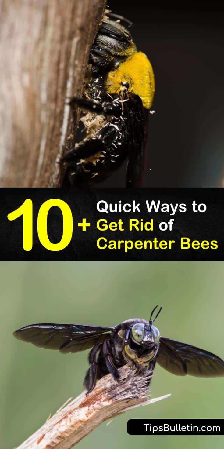 10+ Quick Ways to Get Rid of Carpenter Bees