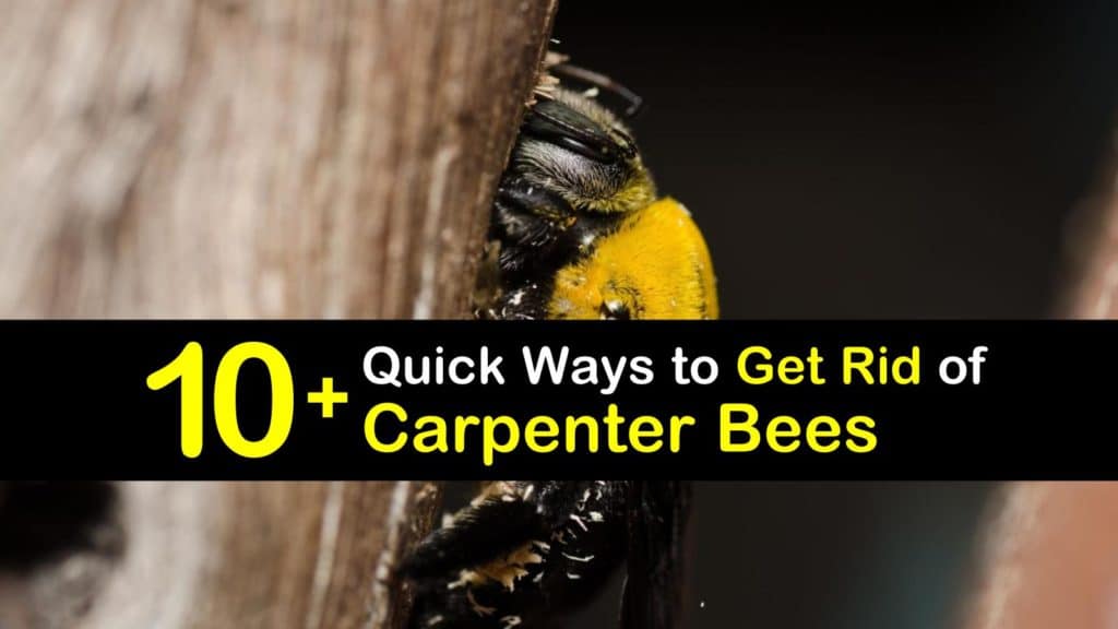 How to Get Rid of Carpenter Bees