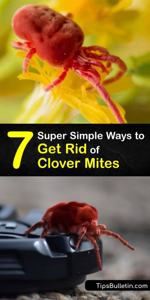 Keep window sills and crevices free of clover mites, arachnids, and other pests that come in large numbers and lay eggs around your home. Follow these recipes for a DIY insecticide and clover mite control that prevents clover mites from covering your house and lawn in red stain. #rid #clover #mites