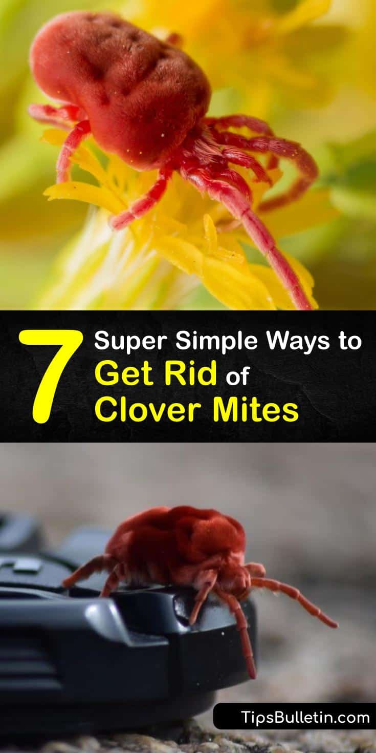 7 Super Simple Ways to Get Rid of Clover Mites