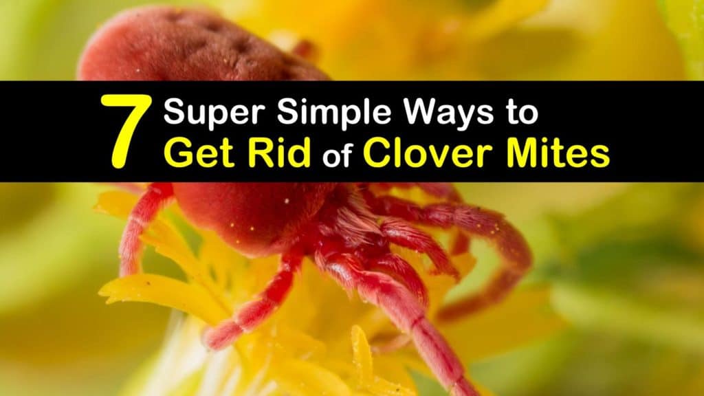 How to Get Rid of Clover Mites titleimg1