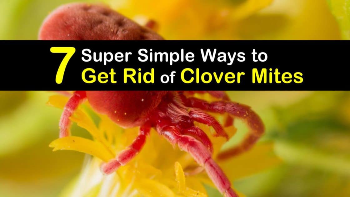 7 Super Simple Ways to Get Rid of Clover Mites