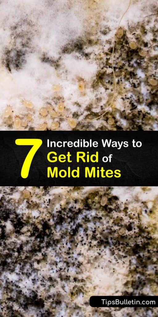 Find out how to get rid of mold mites by eliminating their food source. Try using Borax to remove mold and mildew from painted drywall or installing a dehumidifier to reduce humidity. Fix your mold problem to prevent an allergic reaction to mold spores. #mold #mites #howto #getridof