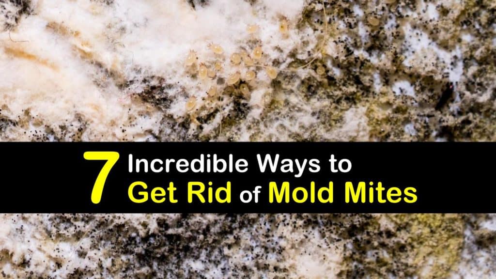 How to Get Rid of Mold Mites titleimg1