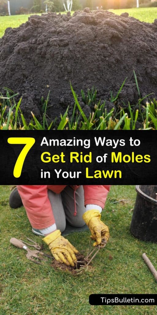Learn how to get rid of moles using simple solutions. These critters dig mole tunnels in search of a food source, making it easy for voles and gophers to eat your plants, and it’s vital to stop them from burrowing to protect your garden. #howto #getridof #moles #lawn