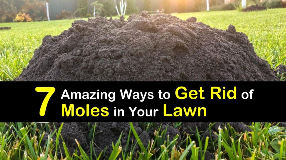 7 Amazing Ways to Get Rid of Moles in Your Lawn - How To Get Rid Of Moles From Your Yard
