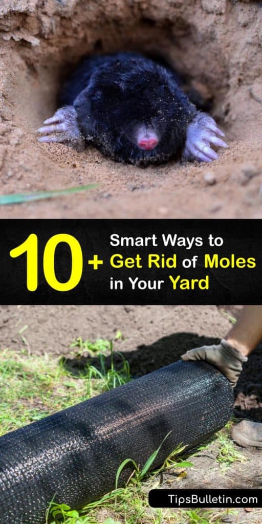 If you’ve found evidence of mole tunnels, molehills, voles, and gophers then it’s time to find out how to get rid of moles for good. This article teaches you how to eliminate their food source and make a mole repellent and mole trap to protect your yard and garden from pests. #howto #remove #moles