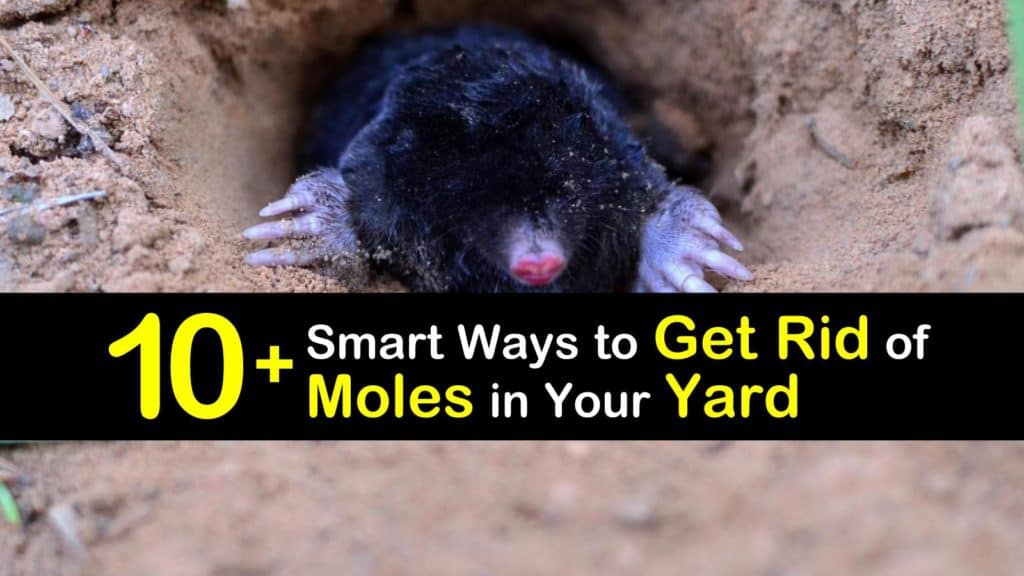 How to Get Rid of Moles in Your Yard titleimg1