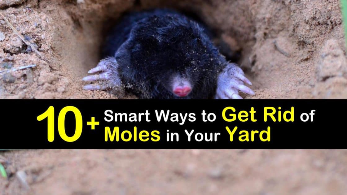 10+ Smart Ways to Get Rid of Moles in Your Yard
