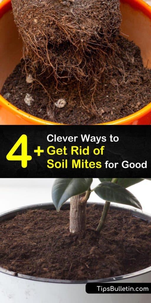 Discover how to get rid of soil mites in your garden and houseplants in a few easy steps. These insects and their larvae live in organic matter and decaying matter and it’s important to refresh potting soil to eliminate them. #howto #getridof #soil #mites