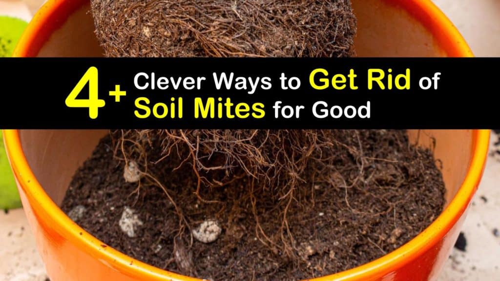 How to Get Rid of Soil Mites titleimg1