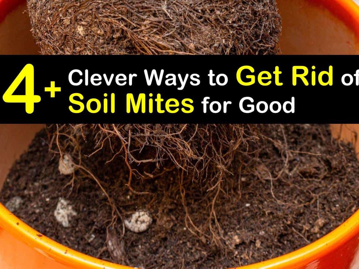 How To Get Rid Of Tiny White Bugs In Houseplant Soil
