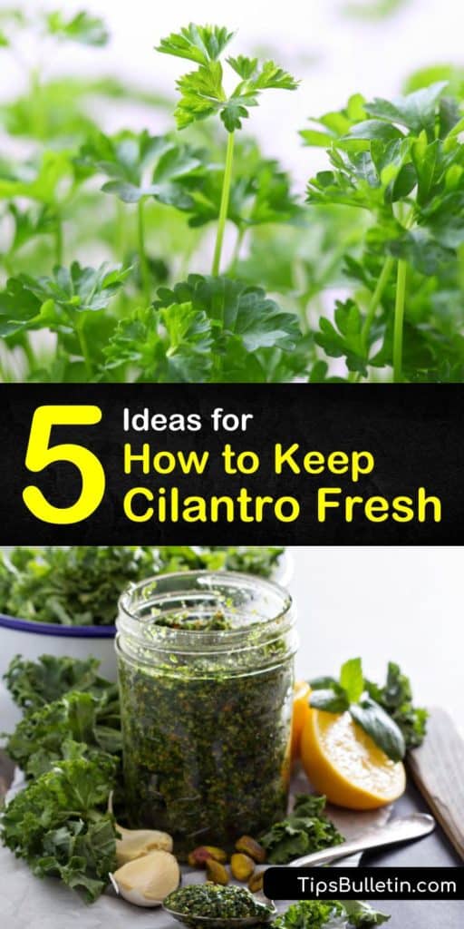 Curious to know how to keep cilantro fresh for short or long-term storage? Discover how to keep fresh herbs healthy in an airtight container on the counter, in the fridge, or freezer bags. Try these easy-to-follow methods to prevent them from looking wilted or tasteless. #storage #cilantro #fresh