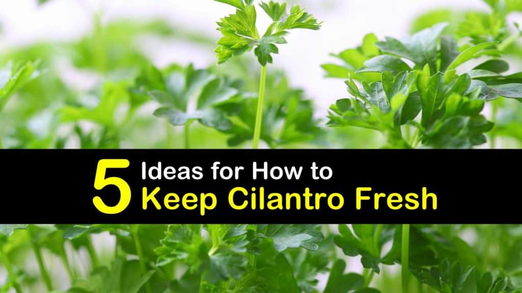 How to Keep Cilantro Fresh titleimg1