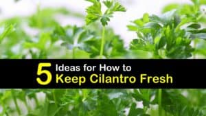 How to Keep Cilantro Fresh titleimg1