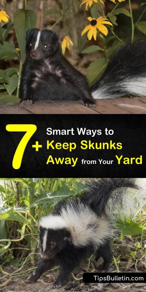 Discover how to keep skunks out of your yard to prevent calling for skunk removal services. These critters hate bright lights, sprinklers, and loud noises, and predator urine is a great skunk repellent. #keeping #skunks #yard #away #repellent