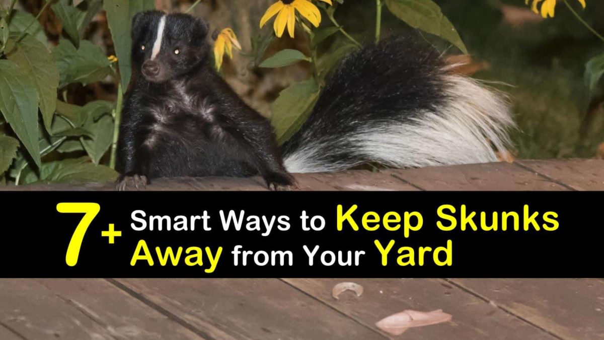 are skunks attracted to dog poop