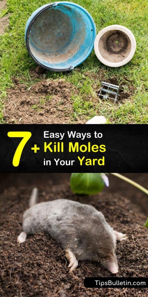 Discover how to get rid of moles and voles using Castor oil and ways to destroy their food source. The insectivores dig mole tunnels. Tunneling creates havoc on a homeowner's grass. #howto #kill #moles #trap