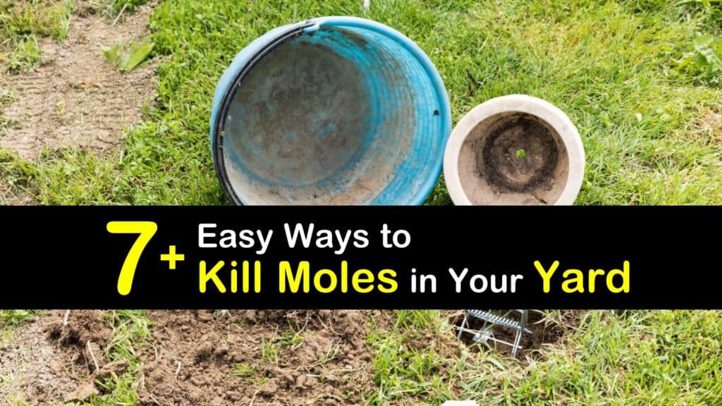 How to Kill Moles in Your Yard titleimg1