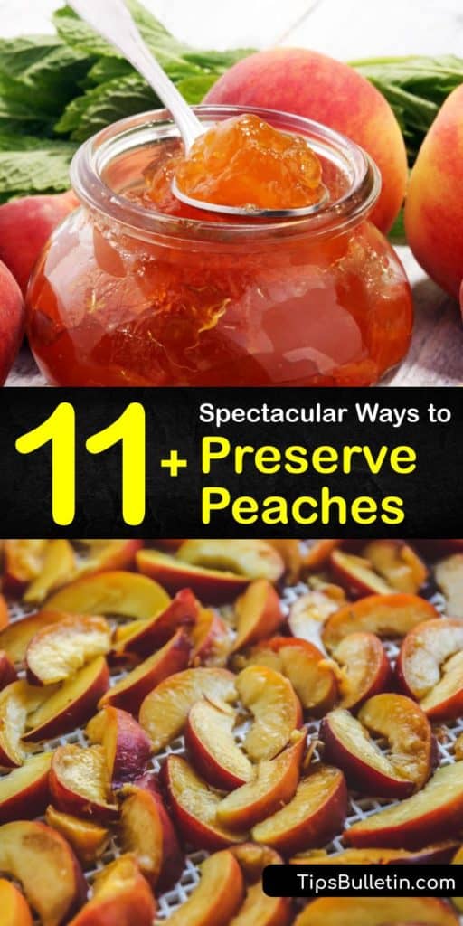 Discover peach preservation methods, including steps for canning peaches. To blanch, dip the fruits in a large pot of boiling water then move them to ice cold water with a slotted spoon. Add sliced peaches to canning jars along with hot sugar syrup, then seal them. #peaches #preserving #howto