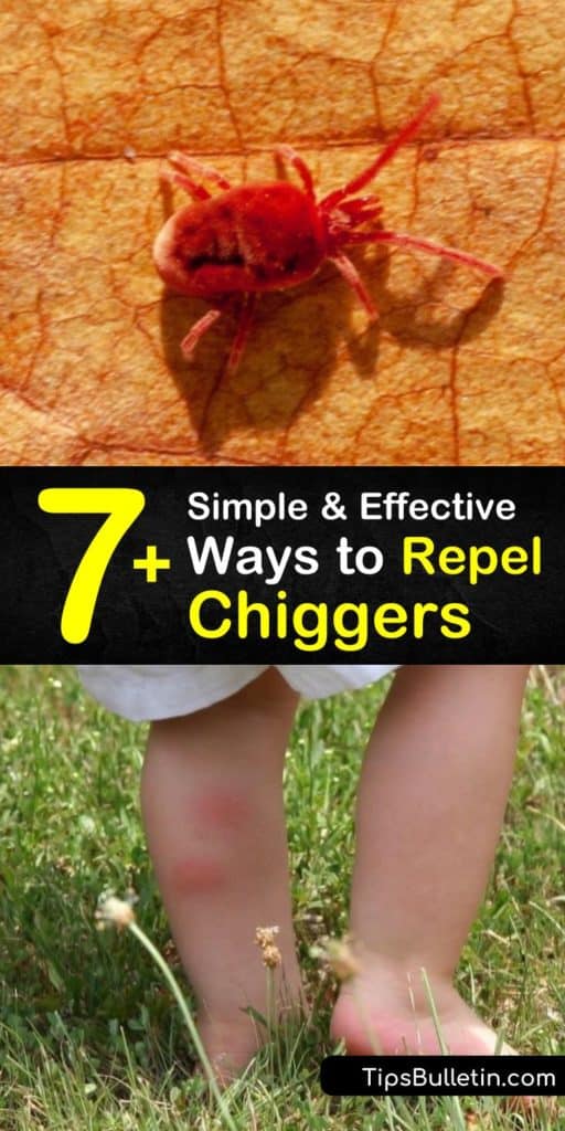Learn how to repel chiggers and prevent an infestation. Chiggers inject enzymes in your skin which result in an itchy rash. Use an insect repellent and wear long pants to keep them at bay to avoid covering yourself in calamine lotion. #repel #chiggers #howto