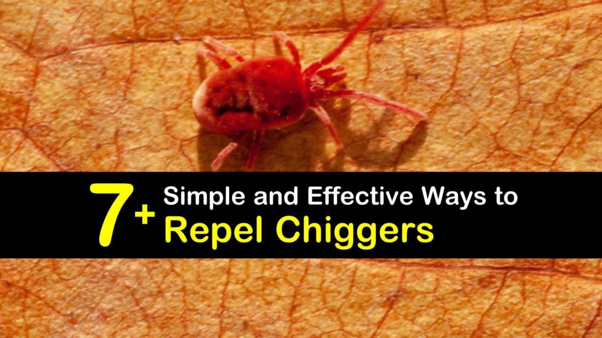 Effective Home Chigger Control Solutions