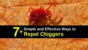How to Repel Chiggers titleimg1