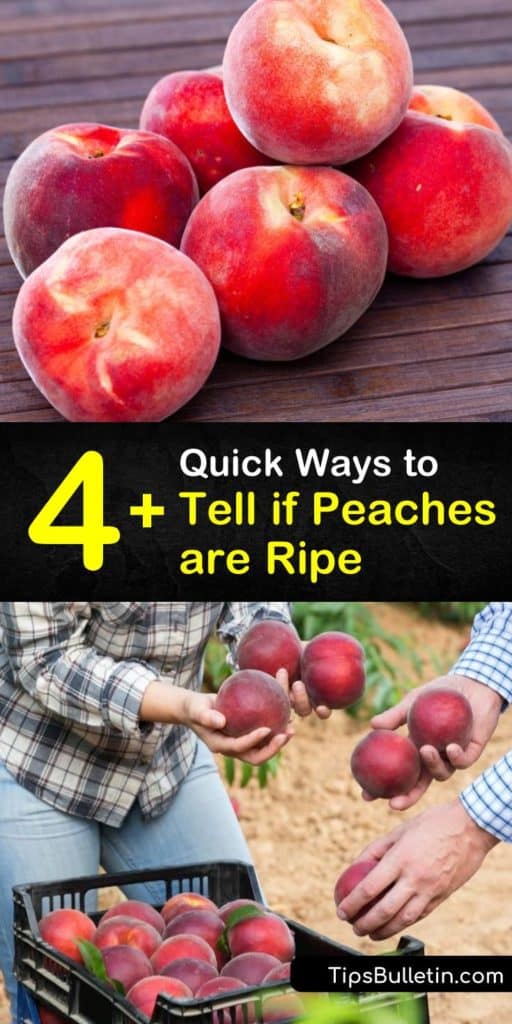 Discover how to choose the perfect peach, whether you pick peaches from a tree or buy them at the farmers market, how to speed up the ripening process of a crunchy peach, and ways to store them to prevent them from getting mushy and mealy. #peaches #ripe #when