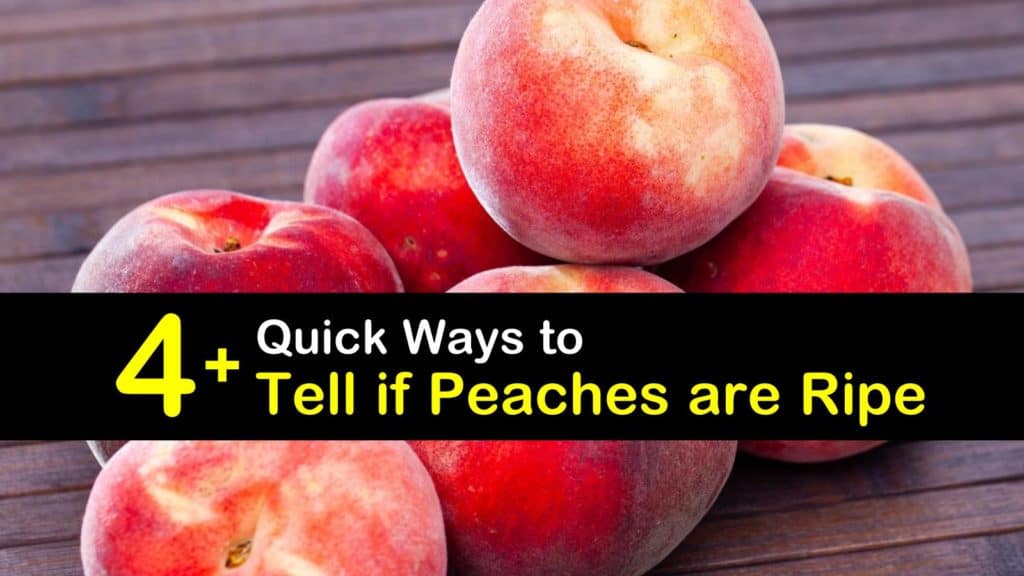 How to Tell if Peaches are Ripe titleimg1