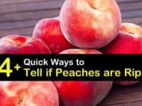 How to Tell if Peaches are Ripe titleimg1
