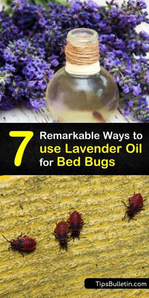 Learn how to use natural forms of pest control to repel bed bugs and avoid bed bug bites. Make a bed bug repellent with lavender oil and a spray bottle, and prevent a bed bug infestation by steam cleaning with essential oil. #lavender #oil #bedbugs