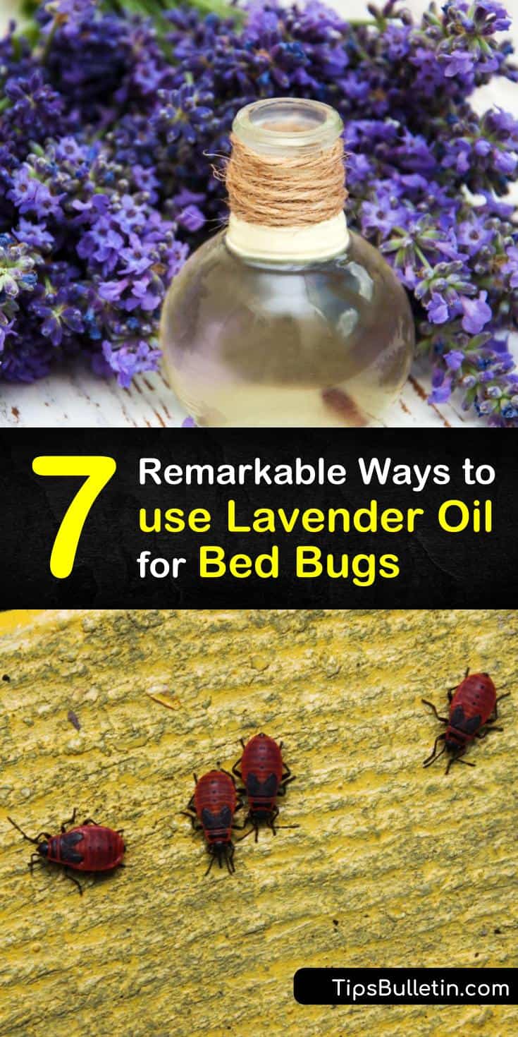 7 Remarkable Ways to use Lavender Oil for Bed Bugs