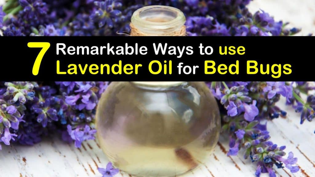 How to use Lavender Oil for Bed Bugs titleimg1