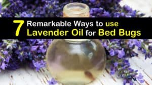 How to use Lavender Oil for Bed Bugs titleimg1