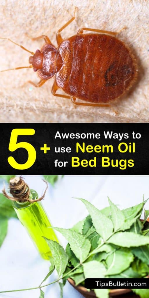 Discover how to get rid of bed bugs by using neem oil, essential oils, and diatomaceous earth. Neem oil is one of the best ways to control a bed bug infestation. Learn several ways to use neem oil against bed bugs. #bedbugs #neemoil #pestcontrol