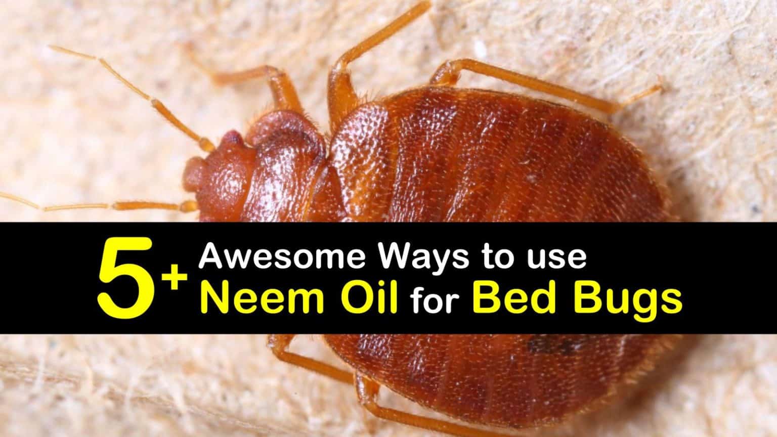 5+ Awesome Ways to use Neem Oil for Bed Bugs